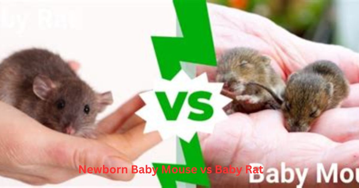 Close-up comparison of a newborn baby mouse vs baby rat, showing differences in size, skin color, and body shape.